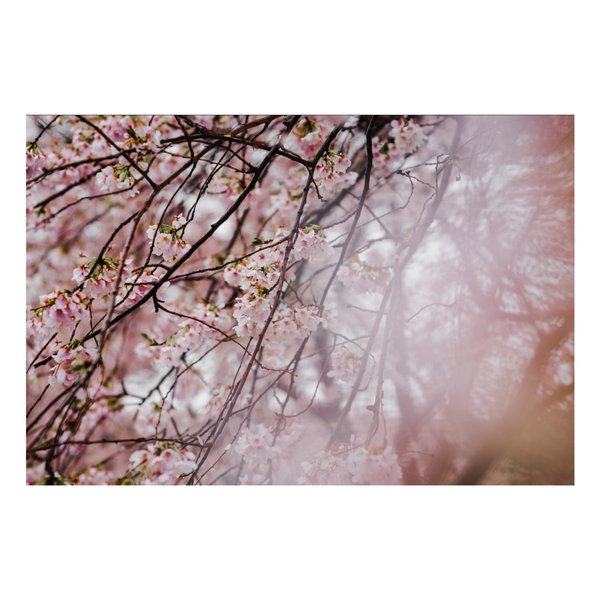 Zela Place Mats Cherry Blossom   25pk