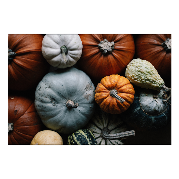 Zela Place Mats Pumpkin Patch   25pk